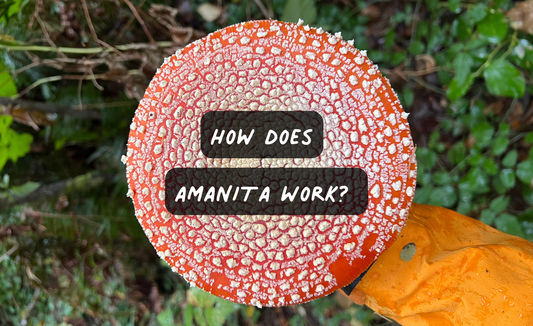 How does Amanita work?