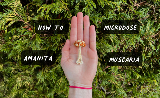 How to microdose Amanita muscaria