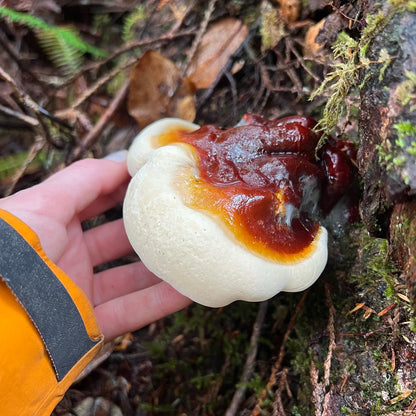 Lunar: Amanita Muscaria + Reishi Sleep Capsules