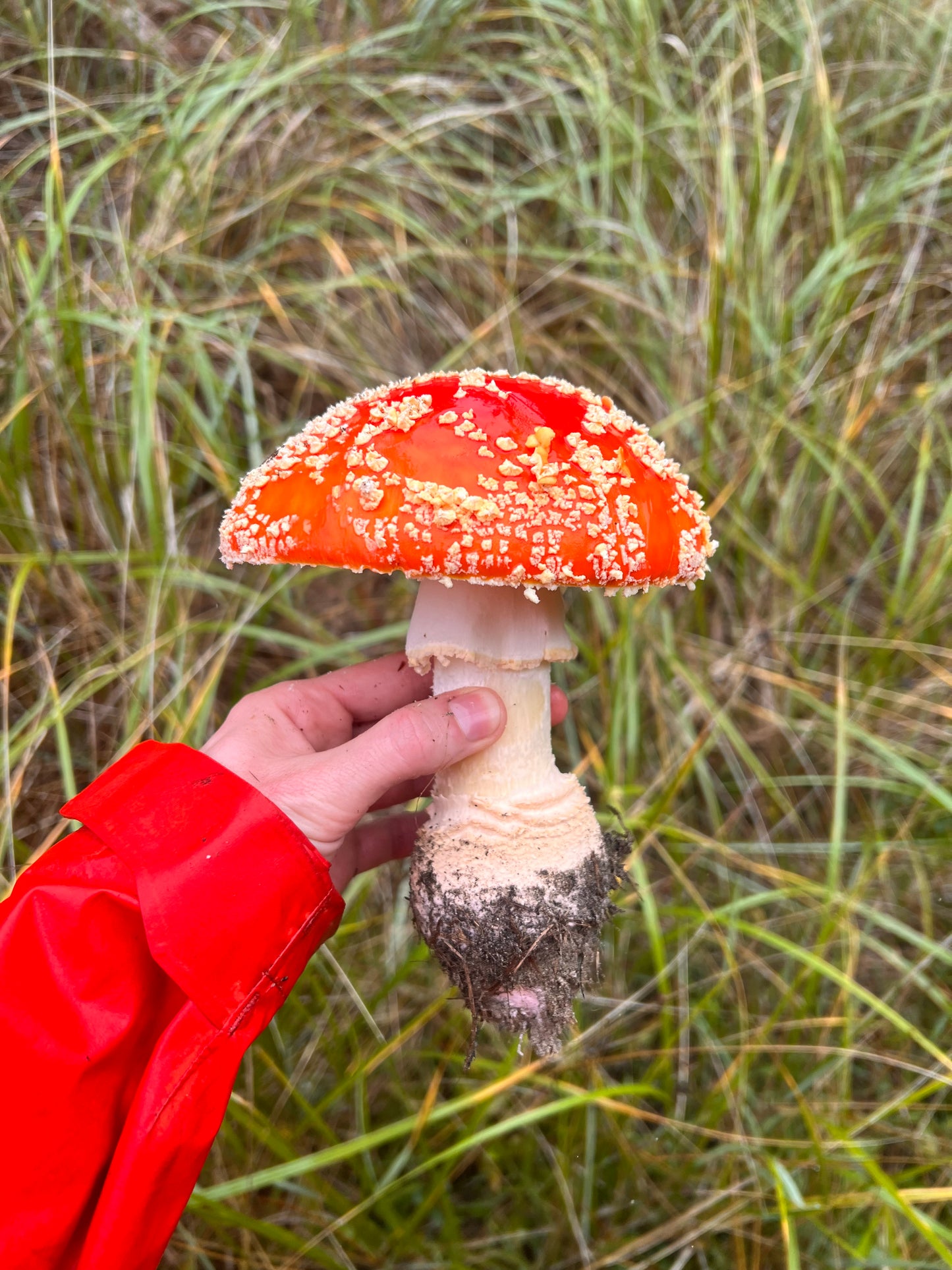 Amanita Muscaria Microdose Capsules