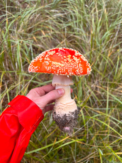 Amanita Muscaria Microdose Capsules