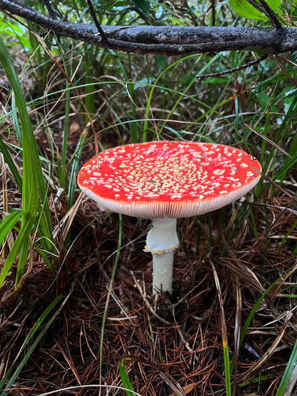 Amanita Muscaria Microdose Capsules