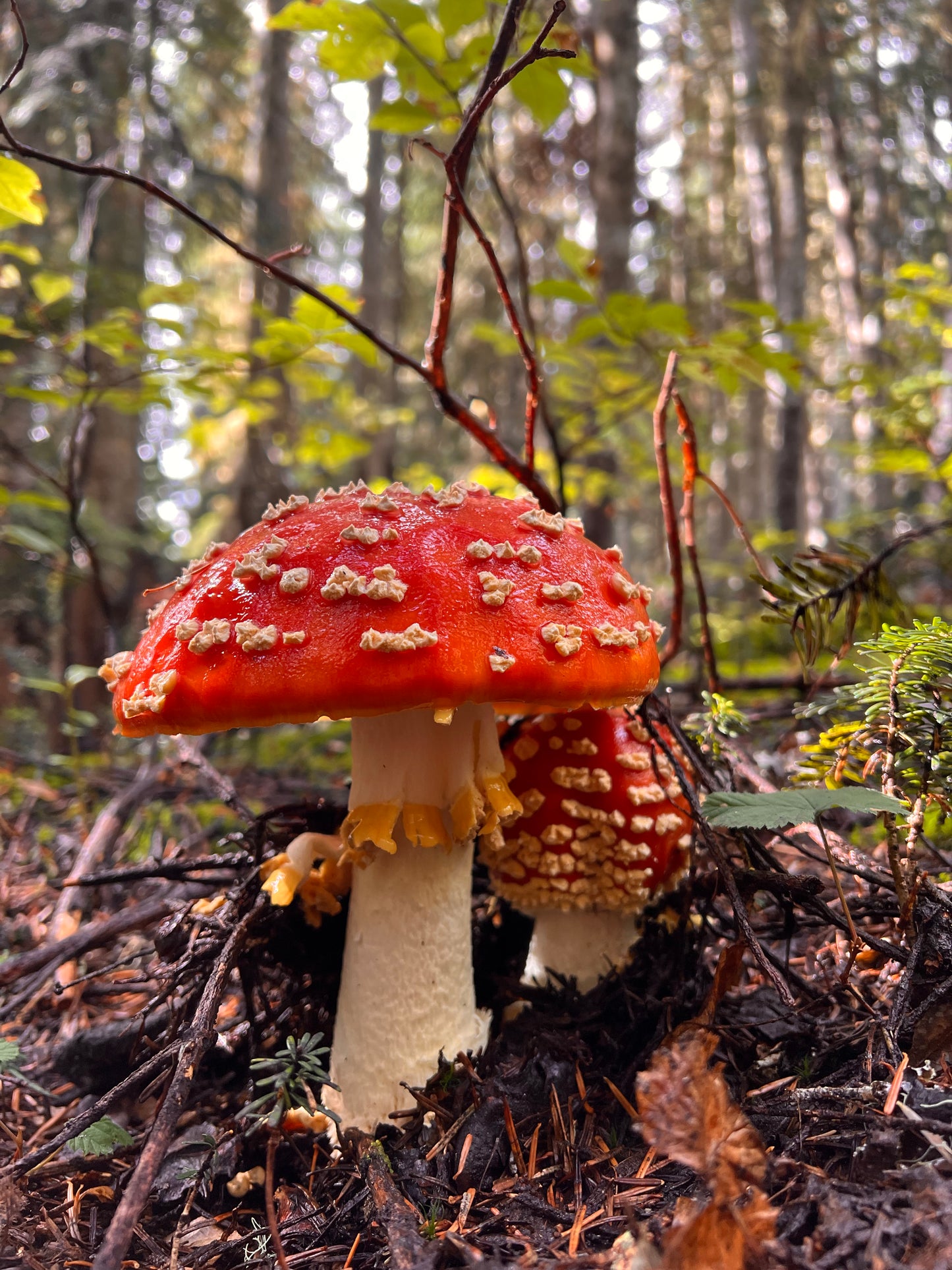 Amanita Muscaria Microdose Capsules