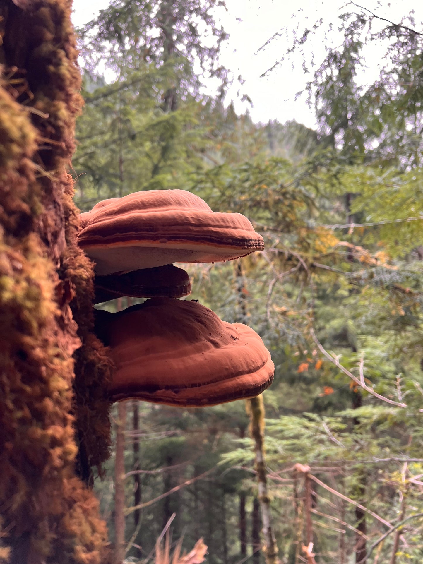 Lunar: Amanita Muscaria + Reishi Sleep Capsules