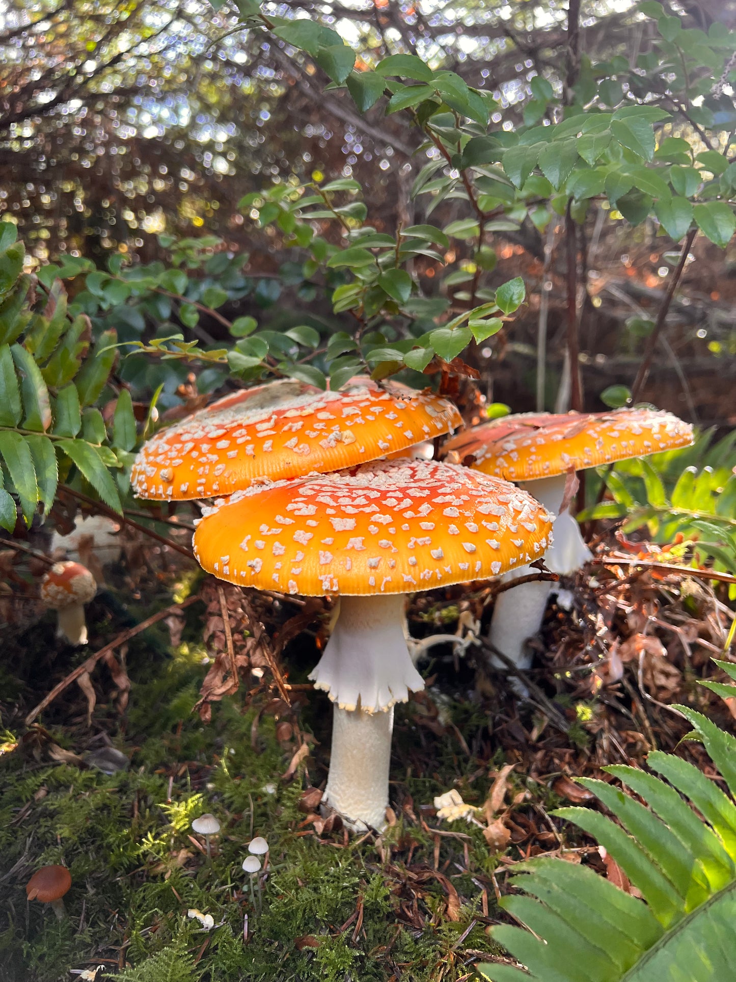 Lunar: Amanita Muscaria + Reishi Sleep Capsules